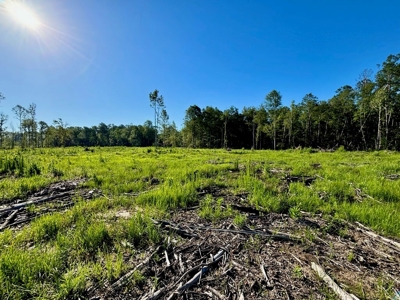 Land for Sale in Tangipahoa Parish, LA - image 17
