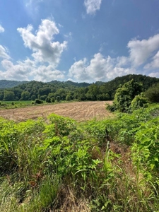 144 Unrestricted Acres In Kyles Ford, Tennessee - image 15