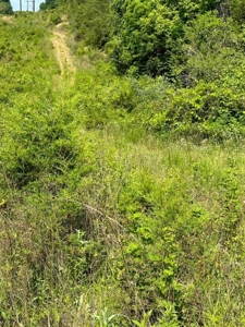 144 Unrestricted Acres In Kyles Ford, Tennessee - image 35
