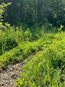 144 Unrestricted Acres In Kyles Ford, Tennessee - image 28