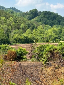 144 Unrestricted Acres In Kyles Ford, Tennessee - image 6