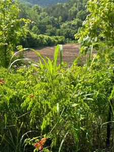 144 Unrestricted Acres In Kyles Ford, Tennessee - image 9