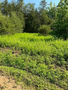 20 Unrestricted Acres in Kyles Ford, Tennessee - image 26