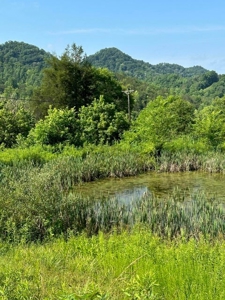 20 Unrestricted Acres in Kyles Ford, Tennessee - image 9