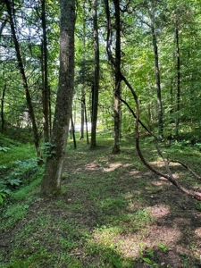 20 Unrestricted Acres in Kyles Ford, Tennessee - image 16
