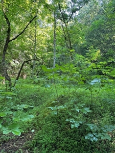 20 Unrestricted Acres in Kyles Ford, Tennessee - image 17