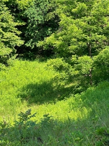 20 Unrestricted Acres in Kyles Ford, Tennessee - image 3