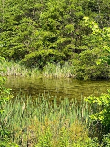 20 Unrestricted Acres in Kyles Ford, Tennessee - image 11