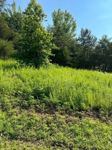 20 Unrestricted Acres in Kyles Ford, Tennessee - image 10