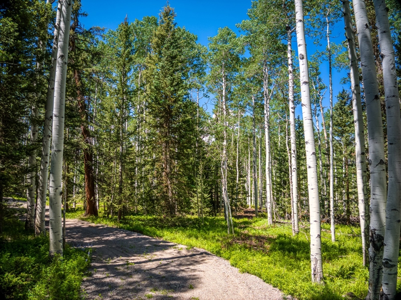 355 Ponderosa Property for Sale