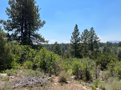 Ridgway Mountain Acreage Off-Grid Water Colorado Good Access - image 4