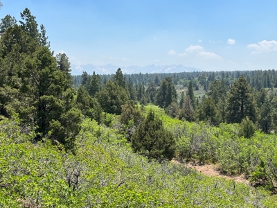 Ridgway Mountain Acreage Off-Grid Water Colorado Good Access - image 3