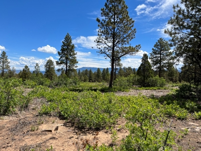 Ridgway Mountain Acreage Off-Grid Water Colorado Good Access - image 12