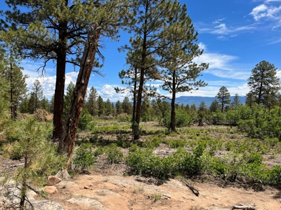 Ridgway Mountain Acreage Off-Grid Water Colorado Good Access - image 13