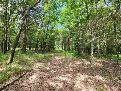 Cabin Building Acreage – National Forest Area - image 3
