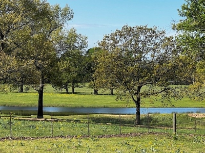 Equine Ranch in Daingerfield Texas For Sale - image 5