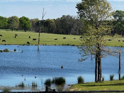 Equine Ranch in Daingerfield Texas For Sale - image 29