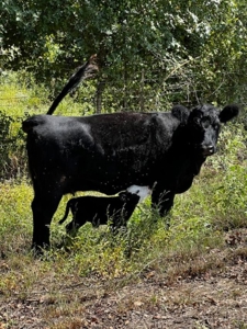 Equine Ranch in Daingerfield Texas For Sale - image 26