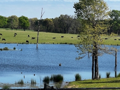 Equine Ranch in Daingerfield Texas For Sale - image 4