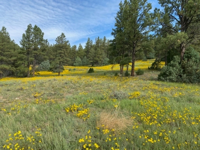 Passive Solar Masterpiece in the Carson National Forest - image 38