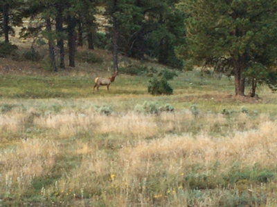Passive Solar Masterpiece in the Carson National Forest - image 41