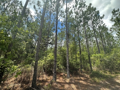 Land For Sale North Florida - Lake City, FL - image 6