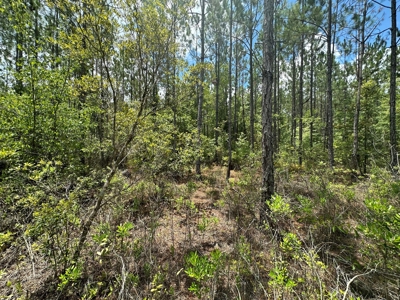 Land For Sale North Florida - Lake City, FL - image 5