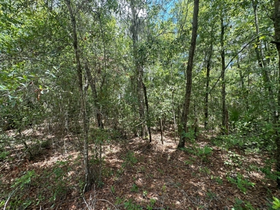 Land For Sale North Florida - Lake City, FL - image 19