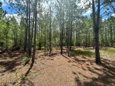 Land For Sale North Florida - Lake City, FL - image 12