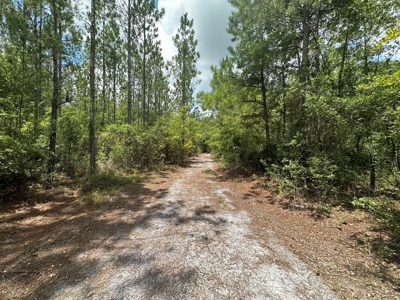 Land For Sale North Florida - Lake City, FL - image 7