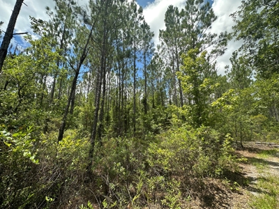 Land For Sale North Florida - Lake City, FL - image 3
