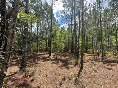 Land For Sale North Florida - Lake City, FL - image 9