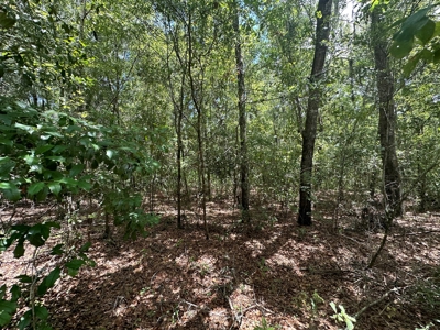 Land For Sale North Florida - Lake City, FL - image 20