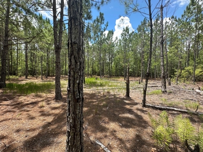 Land For Sale North Florida - Lake City, FL - image 10