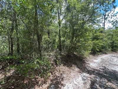 Land For Sale North Florida - Lake City, FL - image 16