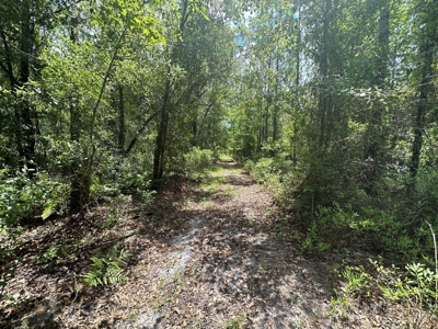 Land For Sale North Florida - Lake City, FL - image 2