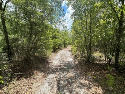 Land For Sale North Florida - Lake City, FL - image 17
