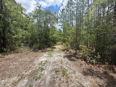 Land For Sale North Florida - Lake City, FL - image 8