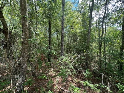 Land For Sale North Florida - Lake City, FL - image 18