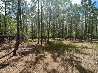 Land For Sale North Florida - Lake City, FL - image 1