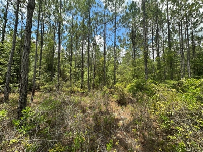 Land For Sale North Florida - Lake City, FL - image 4