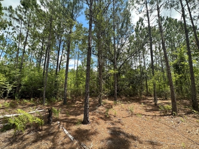 Land For Sale North Florida - Lake City, FL - image 14