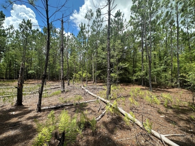 Land For Sale North Florida - Lake City, FL - image 11