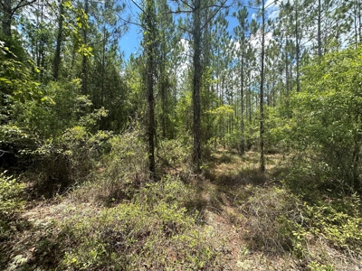 Land For Sale North Florida - Lake City, FL - image 15