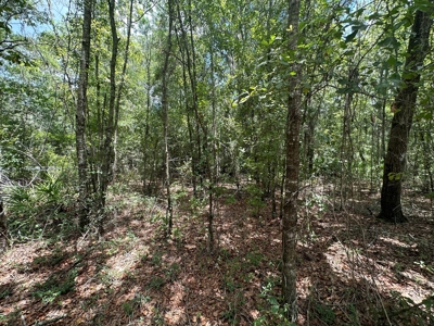 Land For Sale North Florida - Lake City, FL - image 21