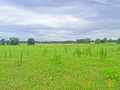 Land For Sale Florida. Rare Open Pasture - image 4