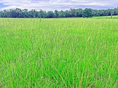 Land For Sale Florida. Rare Open Pasture - image 1
