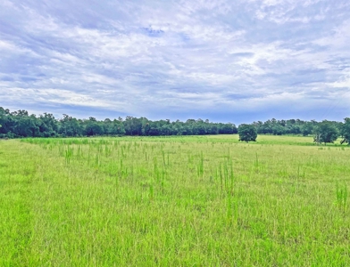 Land For Sale Florida. Rare Open Pasture - image 6