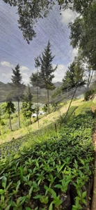 Residential Coffee farm in La Leonera Cali, Colombia - image 15