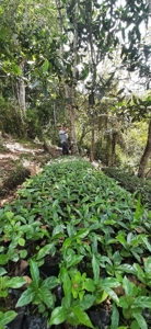Residential Coffee farm in La Leonera Cali, Colombia - image 16